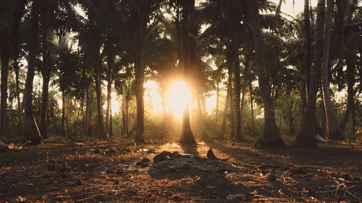 Low golden sunrise breaking through the trunks of a coconut grove, light spilling across the ground.